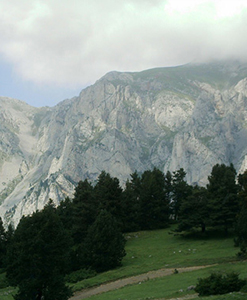 niu d'àligues