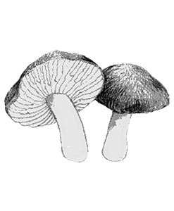 Fredolic