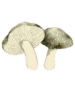 Fredolic
