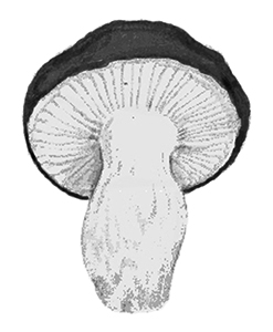 llenega
