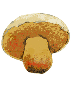 Mataparents