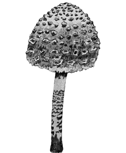 parasol