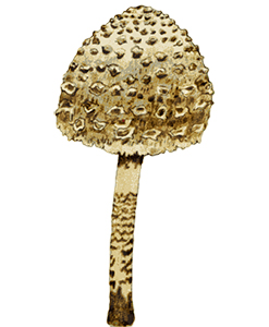 parasol