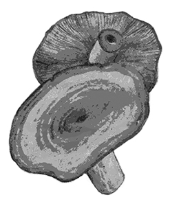 Rovelló