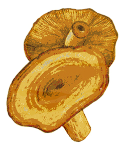 Rovelló