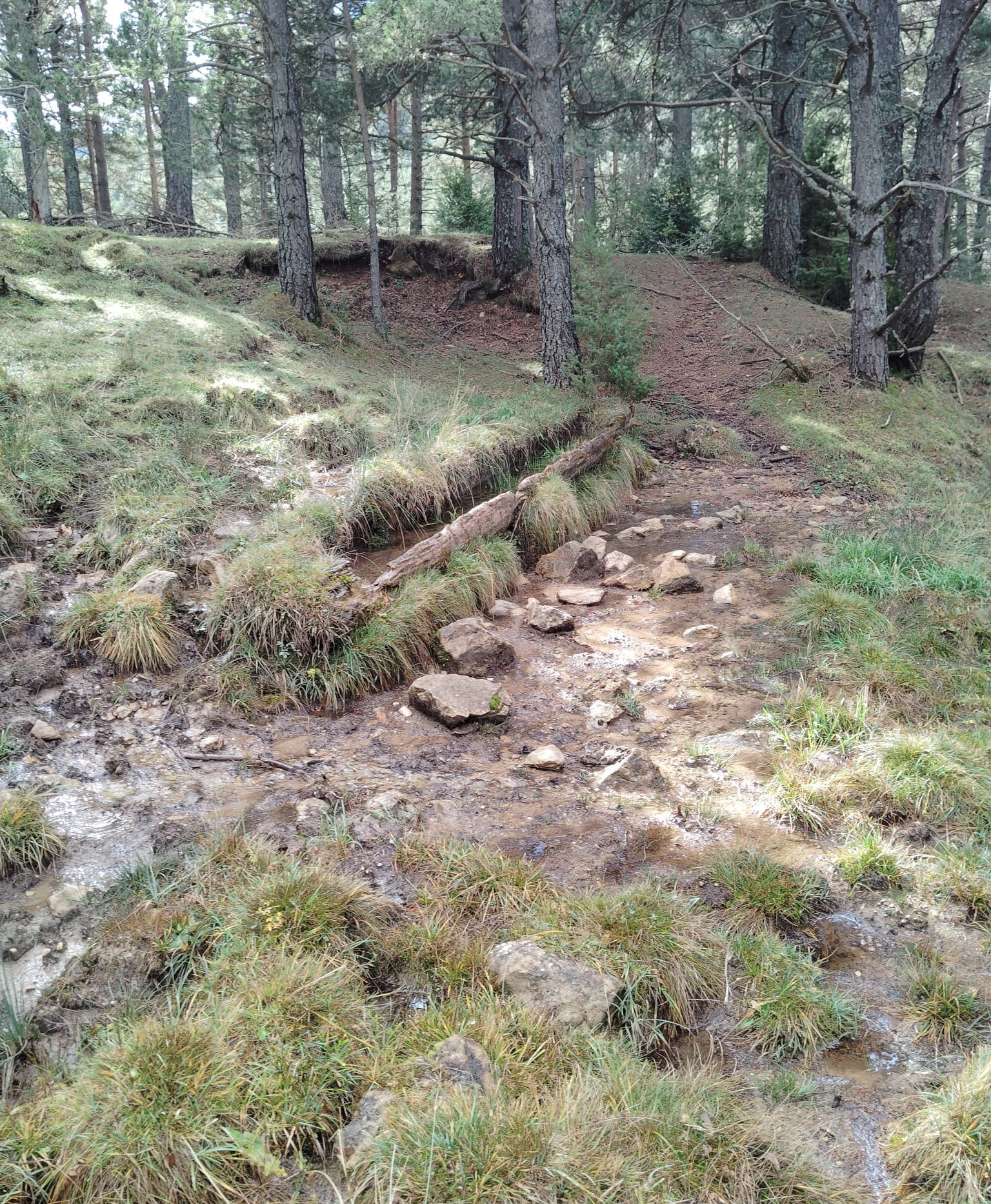 Font de la Bruixa - camí a Ferrus
