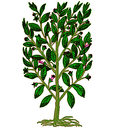 Belladona
