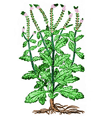 Berbena