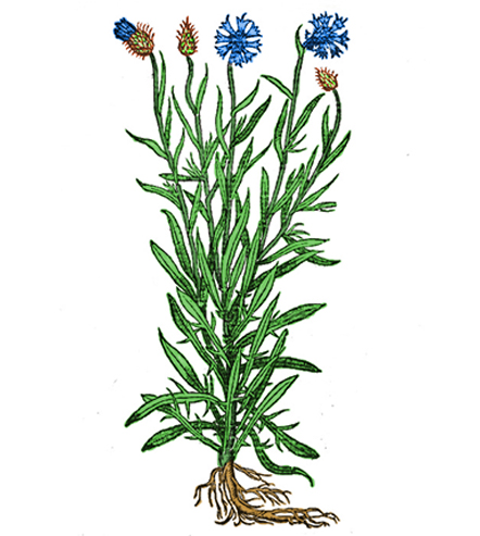 Blauet