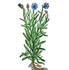 Blauet