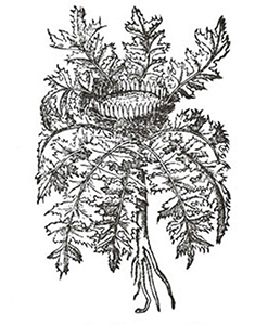 Carlina