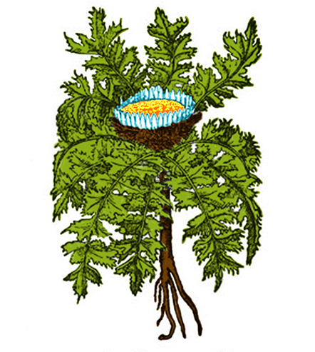 Carlina
