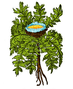 Carlina