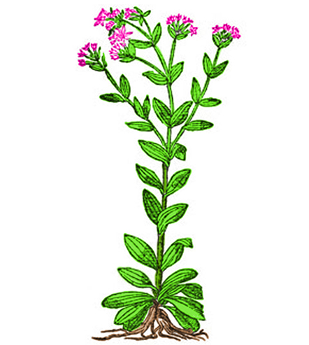 Centaura
