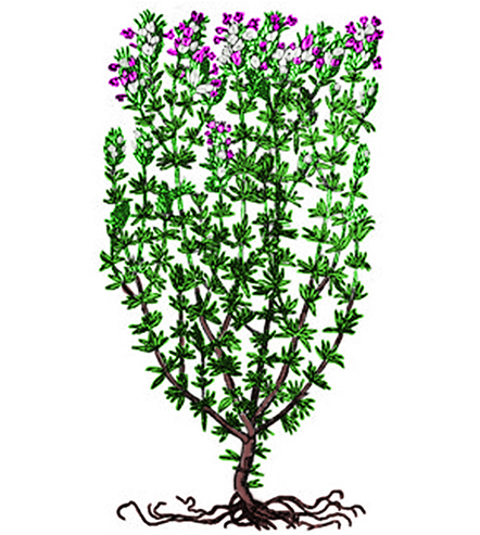 Farigola