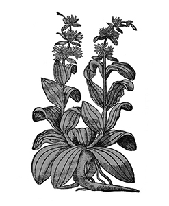 genciana