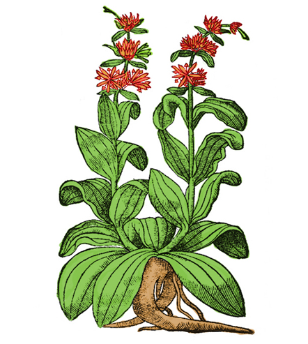 Genciana