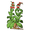 genciana