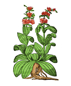 genciana
