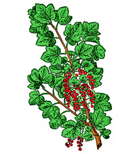 Grosella