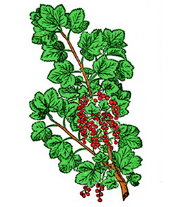Grosella