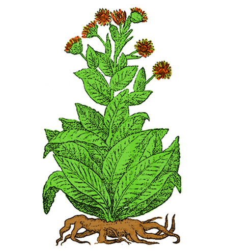 Ènula campana