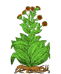Ènula campana