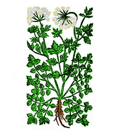 Julivert