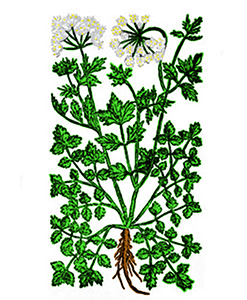 Julivert