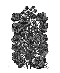 Malva