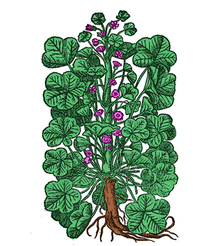Malva