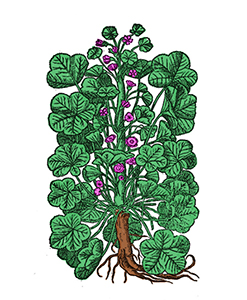 Malva