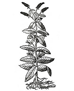 Menta