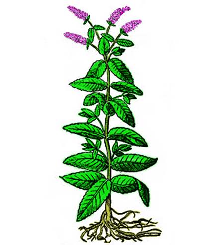 Menta