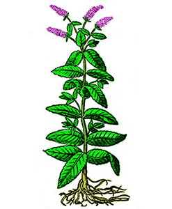Menta