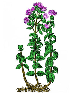 Orenga