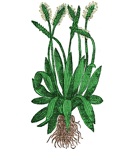 Plantatge