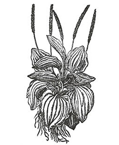 Plantatge