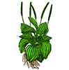 plantatge