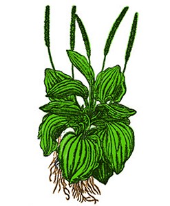 Plantatge