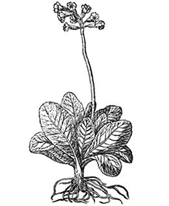 Primula