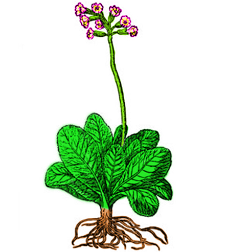 Primula