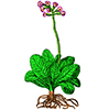 Primula