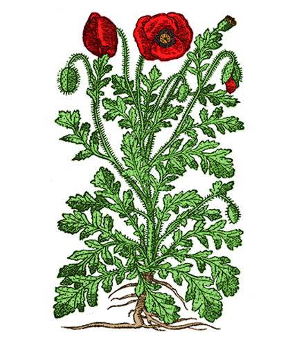 Rosella