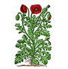 Rosella