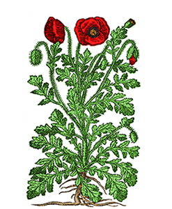 Rosella