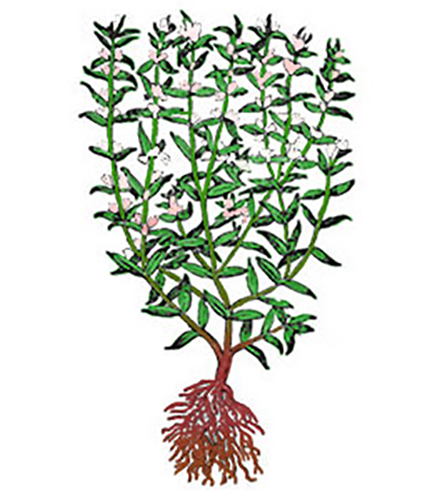 Sajolida