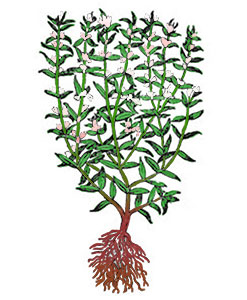 Sajolida