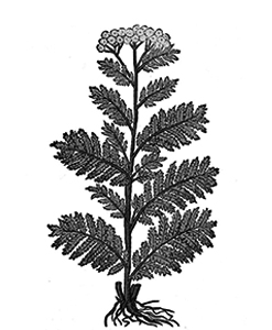 Tanarida