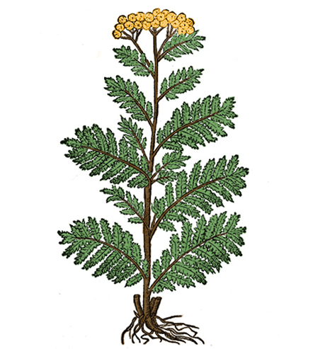 Tanarida